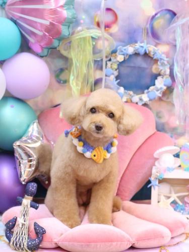 20240815モンチちゃん